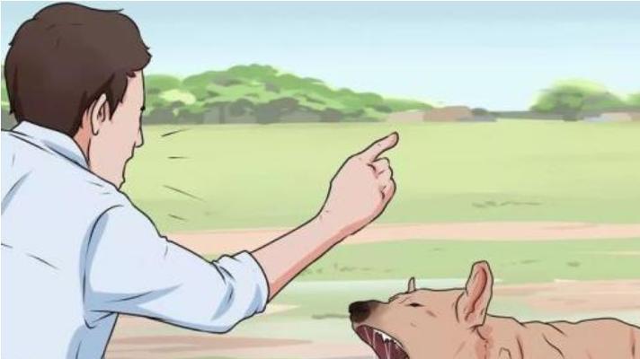 狂犬病流行病学调查与防治（从宠物管理到社区宣传，预防从我做起）