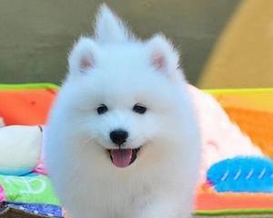 萨摩耶的寿命到底有多长？（探究宠物犬能活多少年，以萨摩耶为例）