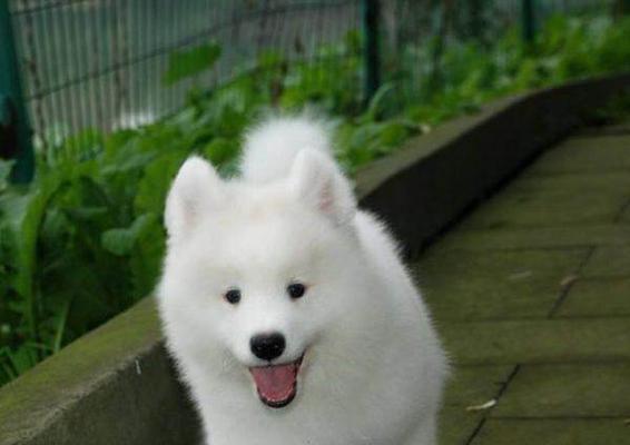 萨摩耶的寿命到底有多长？（探究宠物犬能活多少年，以萨摩耶为例）
