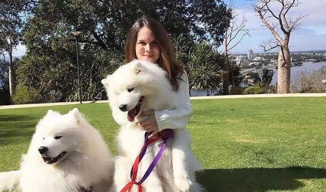 萨摩耶的寿命到底有多长？（探究宠物犬能活多少年，以萨摩耶为例）