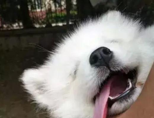 萨摩耶之护理全指南（让您的宠物健康快乐成长）