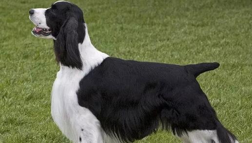 以史宾格犬的健康饮食为重（探究以史宾格犬的饮食需求及科学喂养方法）