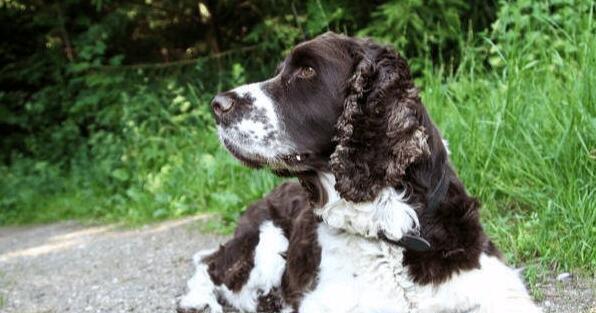 以史宾格犬的健康饮食为重（探究以史宾格犬的饮食需求及科学喂养方法）