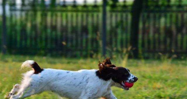 以史宾格犬的成长规律和体型特征（揭秘以史宾格犬成年后的身高和体重，以及如何控制其生长）