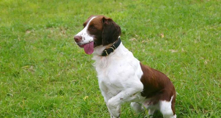 以史宾格犬为例，如何进行宠物训练（从基础训练到高级技巧，掌握这些关键方法让你的宠物更加听话亲近）