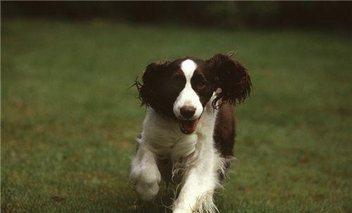 如何训练你的史宾格犬（打造听话、乖巧的宠物）
