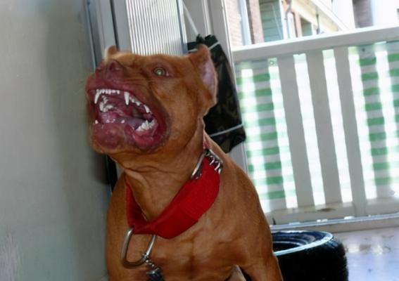 比特犬的饲养之道——让你的宠物健康快乐生活（以养犬为主，探索比特犬养护方法，让你的爱犬健康生活）
