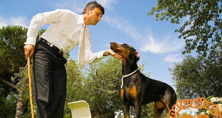 饲养杜宾犬的全面技巧（从宠物到卫士，让你成为杜宾犬的懂行人）