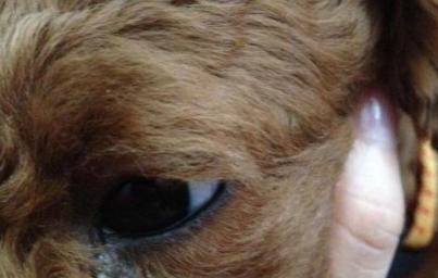 松狮有眼屎怎么办？从宠物护理角度出发，为您提供解决方法！