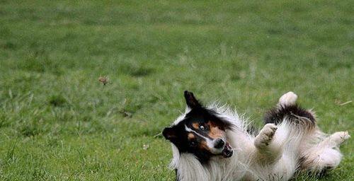 苏格兰牧羊犬（了解苏格兰牧羊犬的性格与特点，成为好宠物主人）