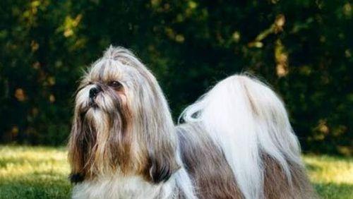 以西施犬的护理指南（让你的小可爱健康快乐成长）