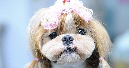 西施犬——温顺聪明的宠物选择（了解西施犬的性格特点，打造幸福家庭生活）