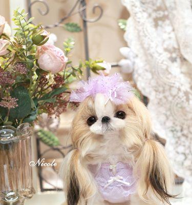 西施犬——温顺聪明的宠物选择（了解西施犬的性格特点，打造幸福家庭生活）