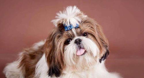 如何科学护理你的西施犬？（了解宠物的生活习性，让它健康快乐地成长）