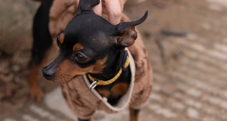 以小鹿犬为宠物，了解它的成长规律（探究小鹿犬的成长过程及其体型特征）