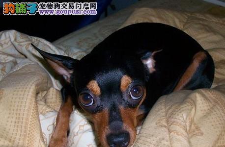 小鹿犬的缺点（不可忽视的问题）