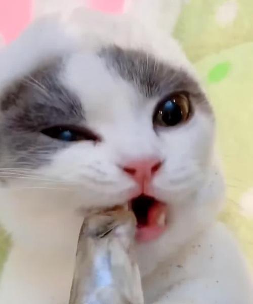 如何避免宠物猫吃猫砂？（以小猫吃猫砂为例，探讨预防方法）
