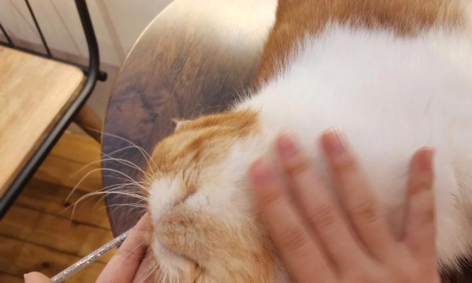 小猫咪如何剪爪子（掌握正确方法，让你的宠物更健康、更舒适）