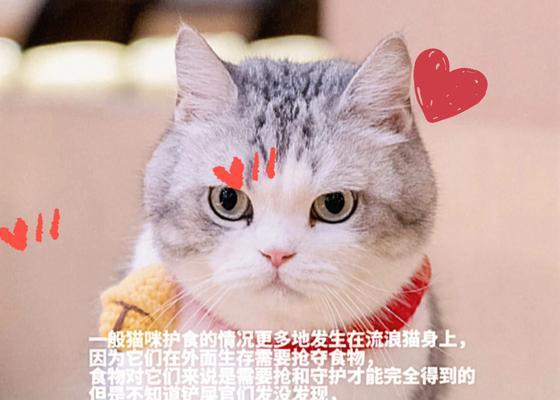 小奶猫的饮食指南（如何为你的宠物提供最适宜的营养）