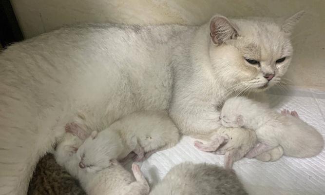 新生猫咪护理指南（如何给新生猫咪提供最好的照顾与保护）