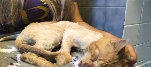 新生猫咪护理指南（如何给新生猫咪提供最好的照顾与保护）