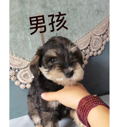雪纳瑞的体型标准（如何让宠物保持健康的体型）