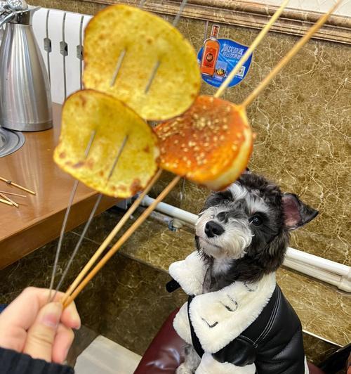 雪纳瑞皮屑的缘由及解决方法（了解雪纳瑞皮屑的成因，让您的宠物拥有健康的头皮）