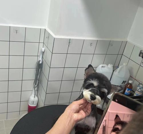 为什么雪纳瑞会长胖？（从饮食、运动和生活习惯三方面解析雪纳瑞的肥胖原因）