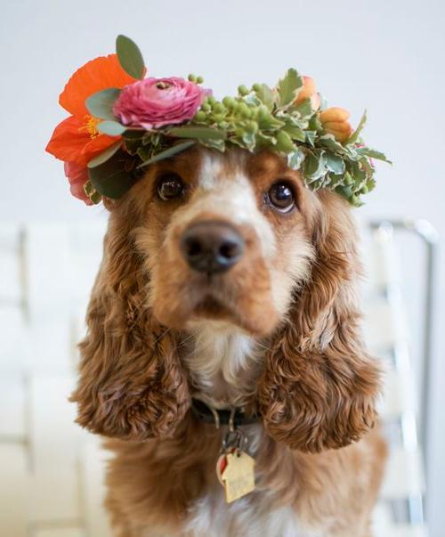 如何训练可卡犬大小便？（以宠物为主，让你的可卡犬做个好孩子）