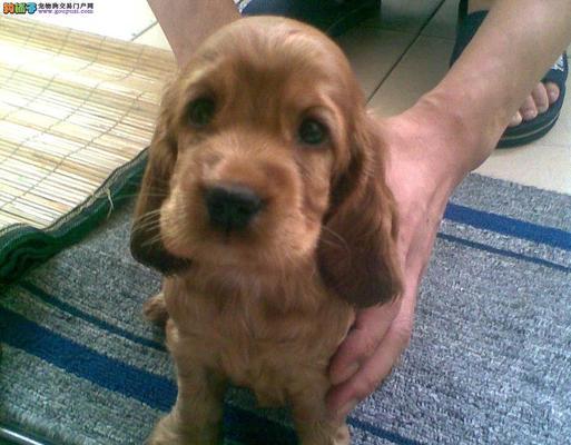 如何训练可卡犬大小便？（以宠物为主，让你的可卡犬做个好孩子）