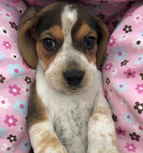 如何正确养护比格犬（从日常饮食、锻炼到心理调理，这些注意事项都不能忽略）