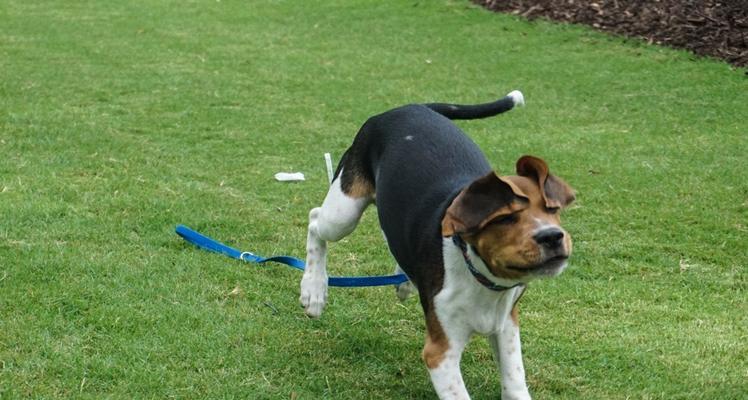 如何正确养护比格犬（从日常饮食、锻炼到心理调理，这些注意事项都不能忽略）