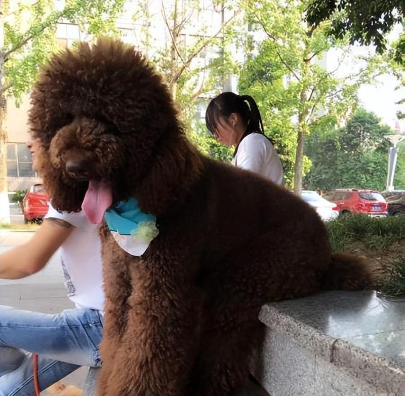 如何养好巨贵犬？（注意事项与生活方式）