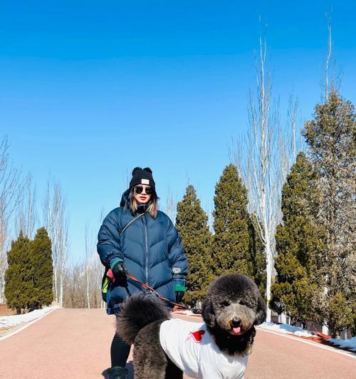 如何养好巨贵犬？（注意事项与生活方式）