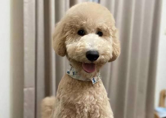如何养好巨贵犬？（注意事项与生活方式）