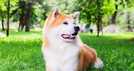 春季银狐犬的护理（银狐犬的春季洗澡与驱虫）