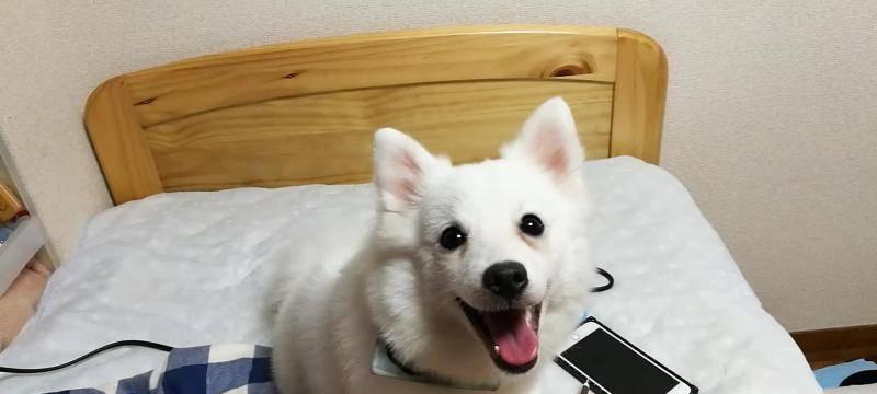 夏日银狐犬的健康饮食（营养均衡，让狗狗更健康）