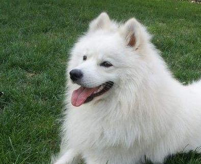 如何正确喂养银狐犬？（宠物银狐犬的饮食、训练和日常护理）