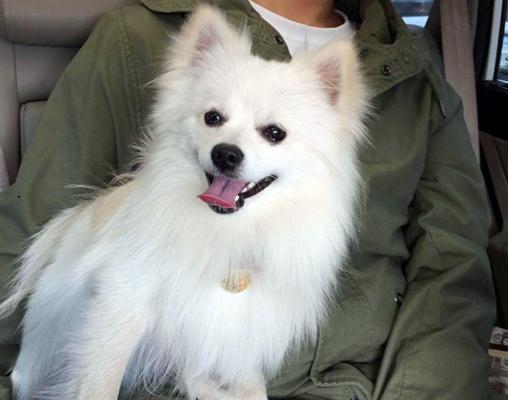 银狐犬的饮食习惯（水果对银狐犬的影响）