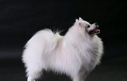 给宠物犬打疫苗的步骤和注意事项（以银狐犬为例，详细介绍打疫苗流程和预防措施）