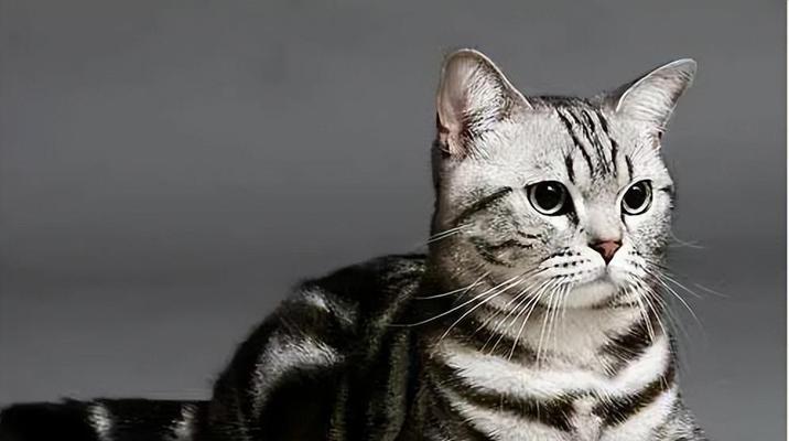 如何养护英国短毛猫——专业的宠物护理指南（英国短毛猫的特点及如何照顾、喂养、训练和保健）