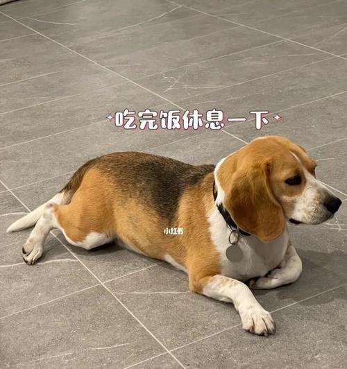 如何给比格犬刷牙——有效预防口腔疾病（掌握正确方法，让宠物健康快乐）