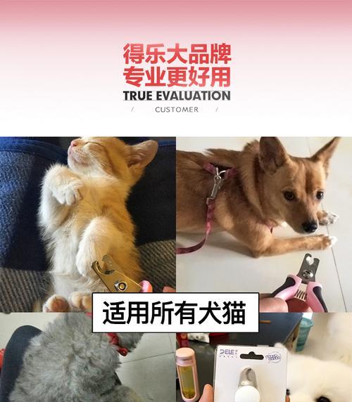 金毛剪指甲的正确方法（教你轻松愉悦地为宠物剪指甲）