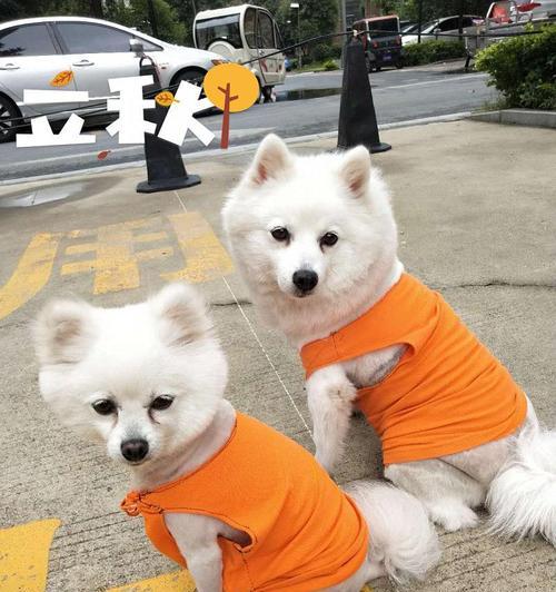 如何给你的银狐犬剪毛（宠物护理必备，学会这些技巧让宠物更舒适）