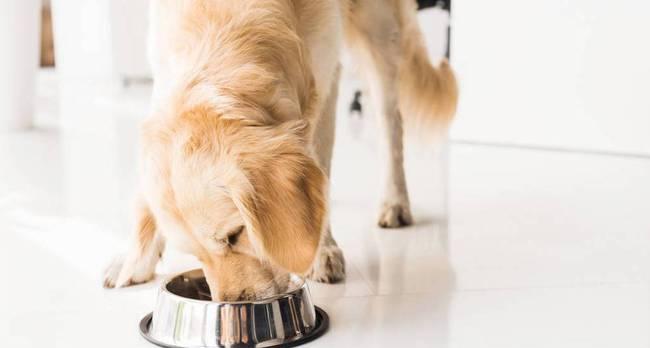 如何正确喂养幼犬（宠物狗的饮食与营养需求）