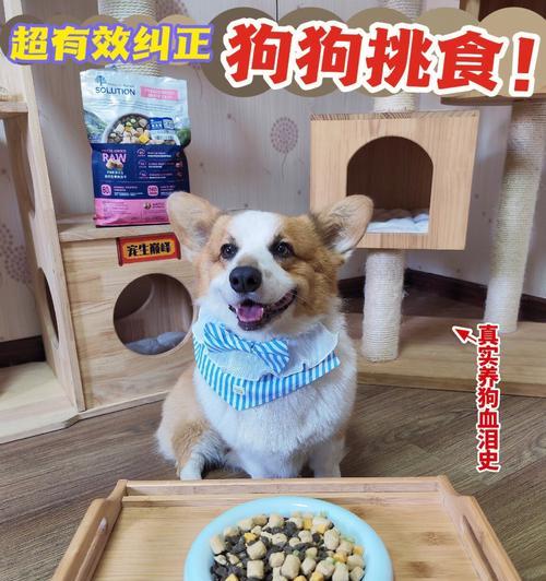 如何正确喂养幼犬（宠物狗的饮食与营养需求）