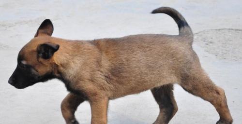 如何判断马犬是否纯种？（从宠物的血统、外貌、性格等方面分析）