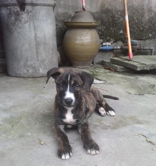 如何判断马犬是否纯种？（从宠物的血统、外貌、性格等方面分析）