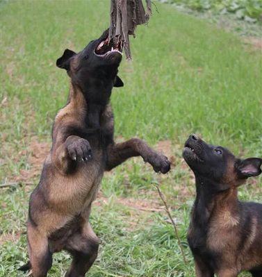 如何判断马犬是否纯种？（从宠物的血统、外貌、性格等方面分析）