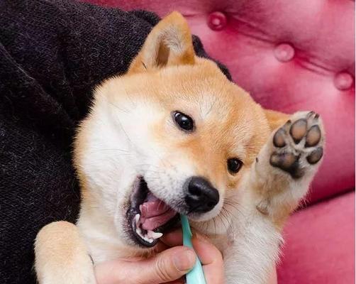 如何给宠物清洁牙齿？（小技巧让狗狗的牙齿更健康！）